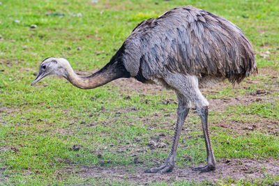 Side view of a bird on field