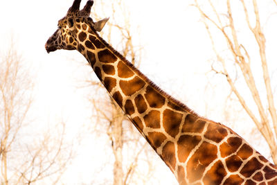 Low angle view of giraffe