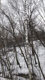 Low angle view of bare trees in winter