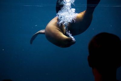 Silhouette person looking at seal in the aquarium