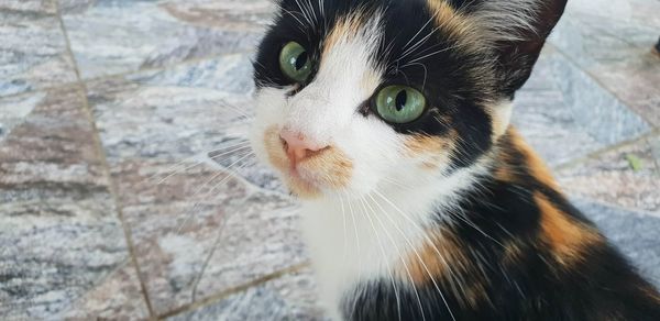 Close-up portrait of a cat looking away