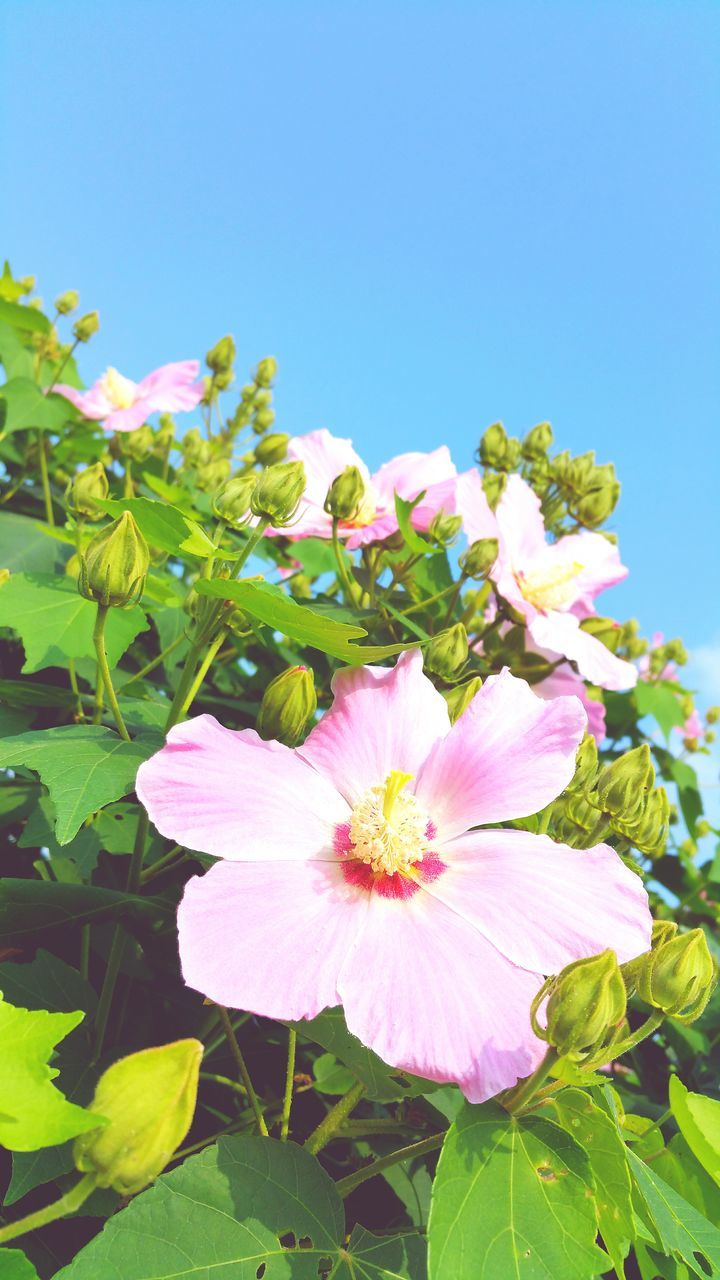 flower, freshness, fragility, petal, growth, beauty in nature, flower head, blooming, clear sky, nature, leaf, blue, plant, close-up, in bloom, blossom, pollen, green color, focus on foreground, day