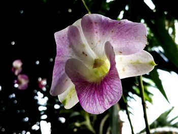 Close-up of pink rose flower