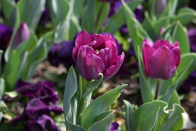 Close-up of purple tulip