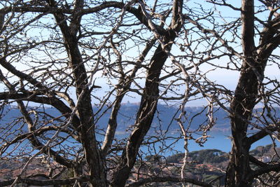 Low angle view of bare trees in forest