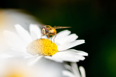 Close-up of bee pollinating on white daisy