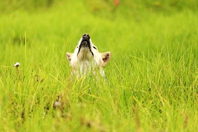 Horse on field