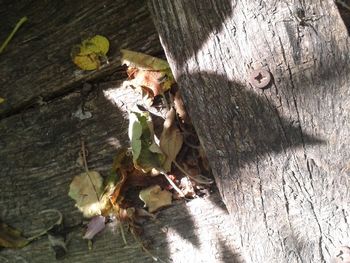 Close-up of leaves