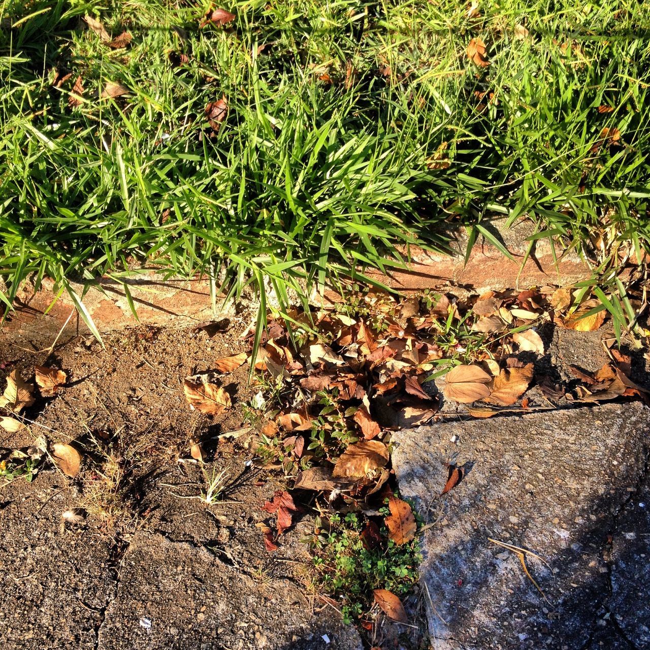 leaf, high angle view, nature, plant, grass, growth, green color, field, tranquility, day, outdoors, no people, ground, fallen, sunlight, beauty in nature, dirt, rock - object, stone - object, leaves