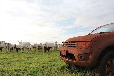 Cows on field against sky