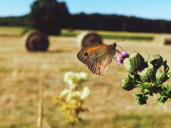 Close-up of butterfly pollinating on flower