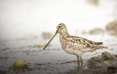 Close-up of a bird