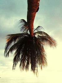 Low angle view of palm trees