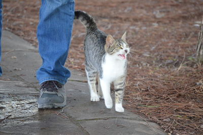 Low section of person with cat standing outdoors