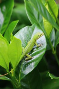 Close-up of lizard on plant