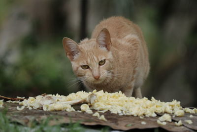 Close-up of cat