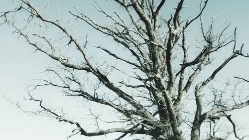 Low angle view of bare tree against clear sky