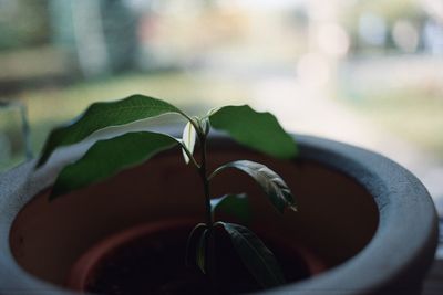 Close-up of plant