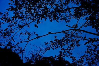 Low angle view of silhouette tree against blue sky