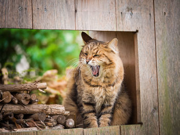 Cat yawning by logs on wooden container in yard