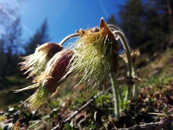 Close-up of plant against sky
