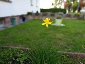 Close-up of flower blooming in garden