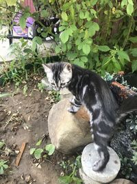 Cat sitting in a park