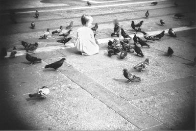 Close-up of birds