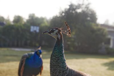 Close-up of peacock