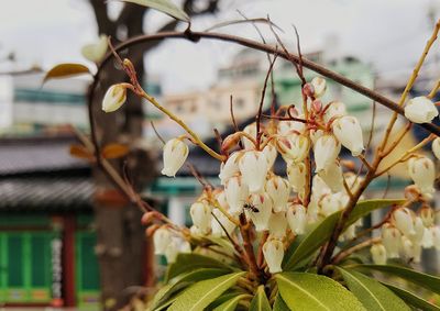 Close-up of flower tree