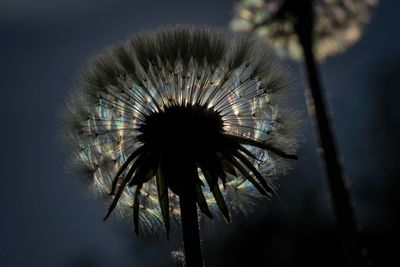 Close-up of wilted dandelion against sky