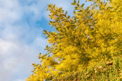 Low angle view of yellow flowering tree against sky