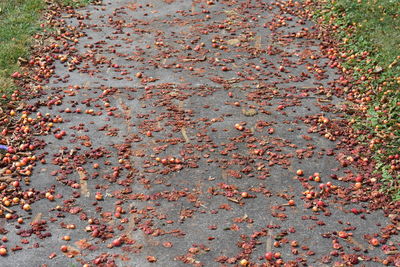 Close-up of autumn leaves