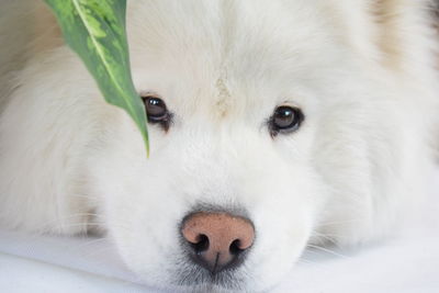 Close-up portrait of white dog