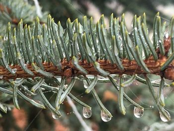 Close-up of wet pine tree during winter