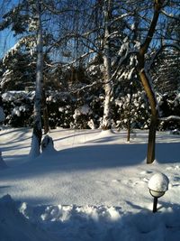 Bare trees on snow covered landscape