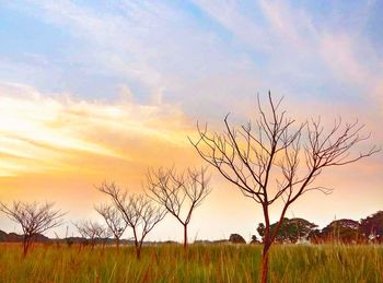 Silhouette tree on field against dramatic sky