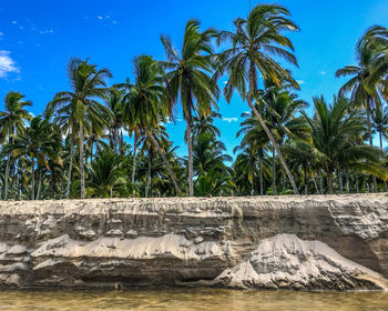 Palm trees on beach against blue sky