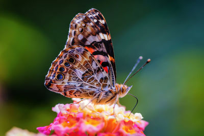 Close-up of butterfly pollinating on flower