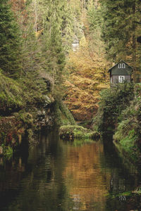 Scenic view of lake in forest