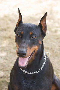 Close-up portrait of black dog