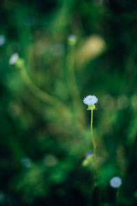 Close-up of white flowering plant