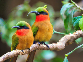 Close-up of bird perching on branch