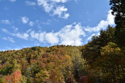 Low angle view of trees against sky during autumn