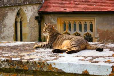 Cat resting on a building