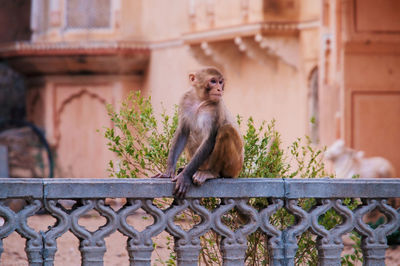 Monkeys on railing