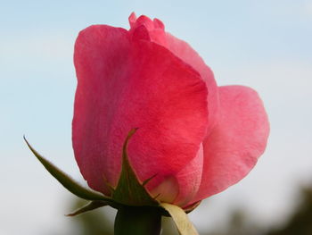 Close-up of pink rose against sky