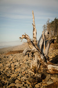 Dead tree in desert