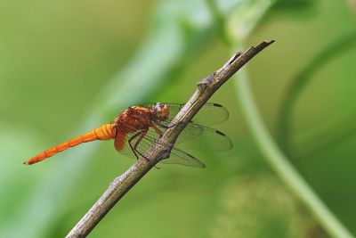 Close-up of insect on twig