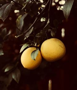 Close-up of fruits on tree